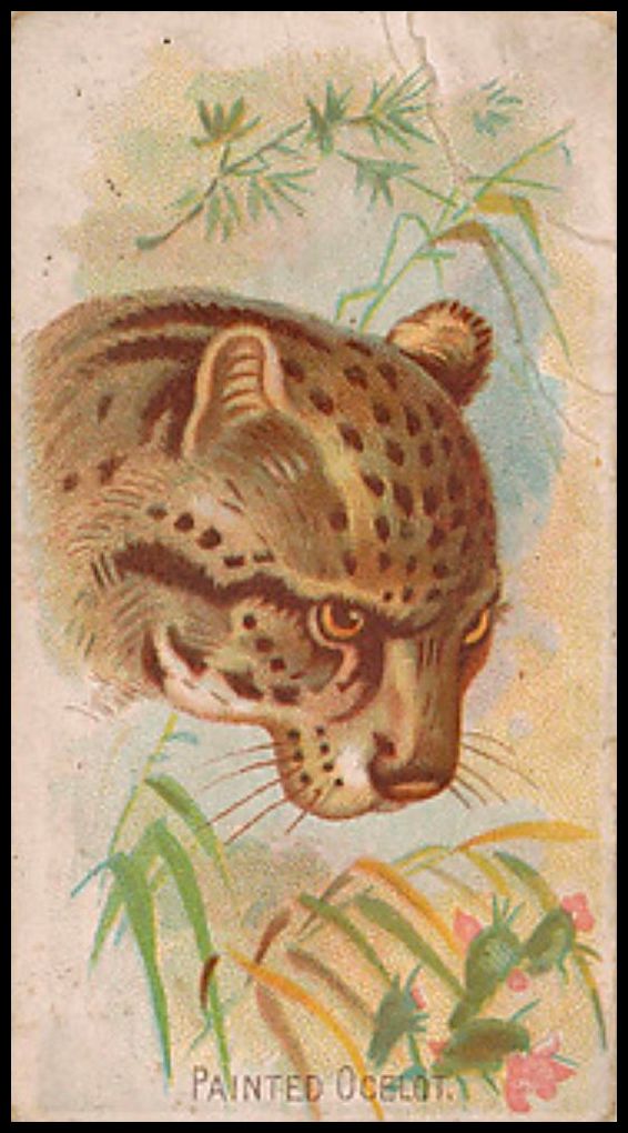 29 Ocelot